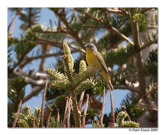 Nashville Warbler