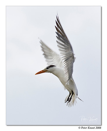 Royal Tern