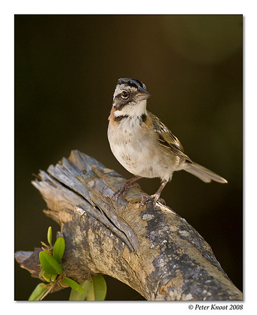 Rufous-collared Sparrow