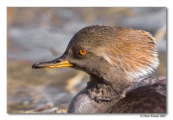 peter_hooded_merganser_3