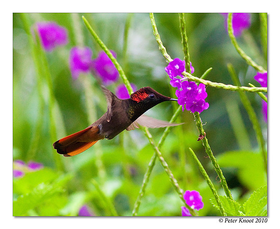 Ruby Topaz Hummingbird
