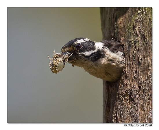Downy Woodpecker