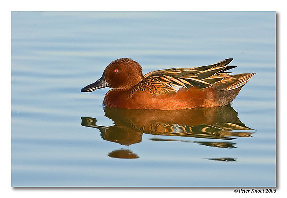 peter_cinnamon_teal_3