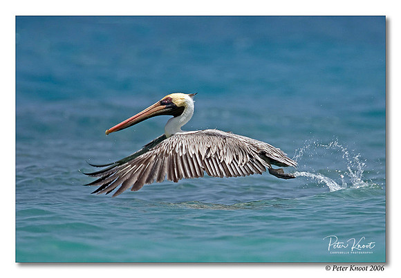 Brown Pelican
