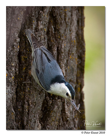 White-breasted Nuthatch