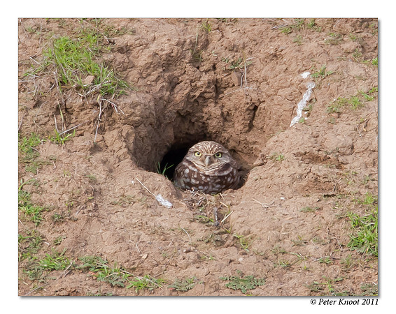 Burrowing Owl