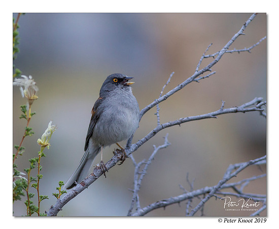 Yellow-eyed Junco