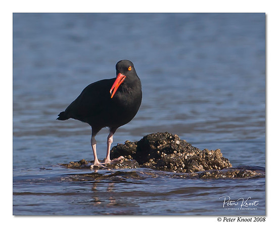Black Oystercatcher