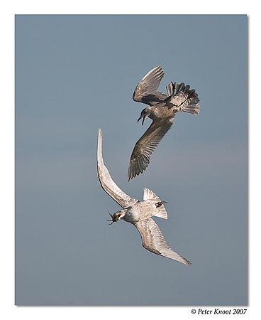 Western Gull