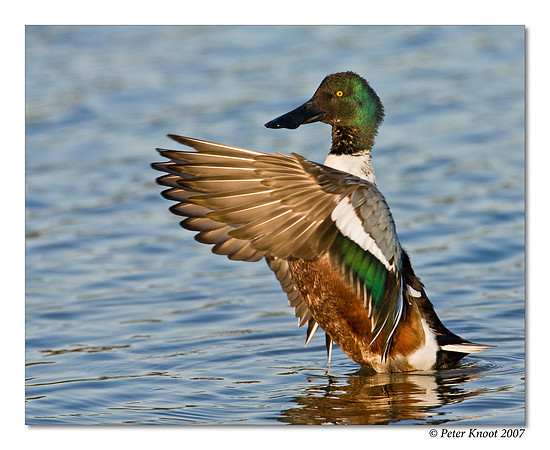 Northern Shoveler