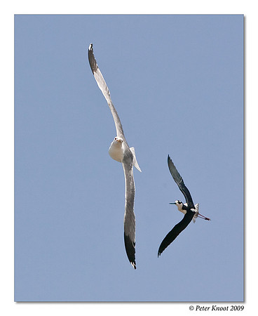 Black-necked Stilt