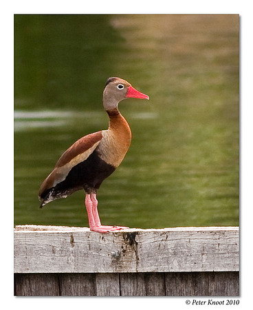 Black-bellied Whistling Duck