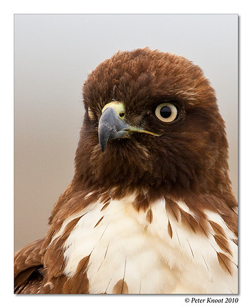 Red-tailed Hawk