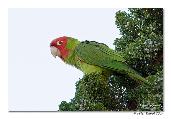 Red-masked Parakeet