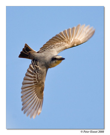 Grey Kingbird
