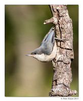 Pygmy Nuthatch