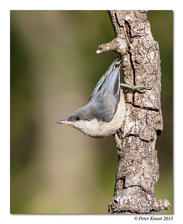 Pygmy Nuthatch