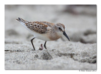 Western Sandpiper