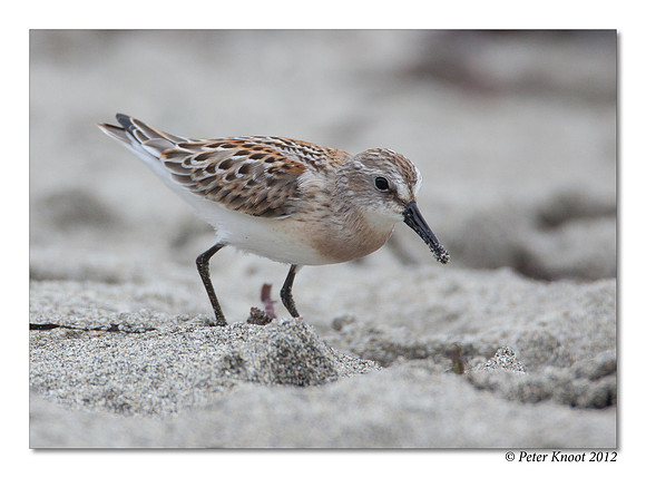 Western Sandpiper