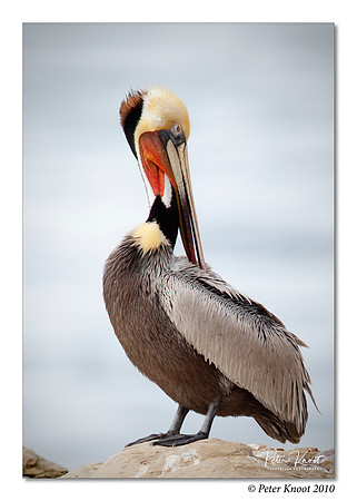 Brown Pelican