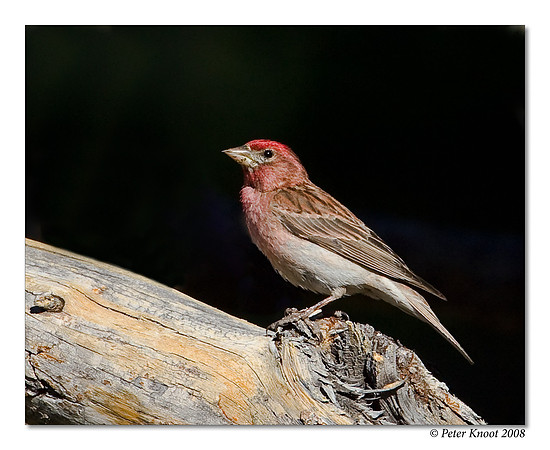 Cassin's Finch