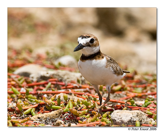 Wilson's Plover