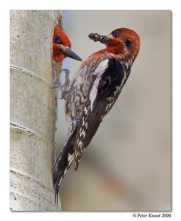 Red-breasted Sapsucker