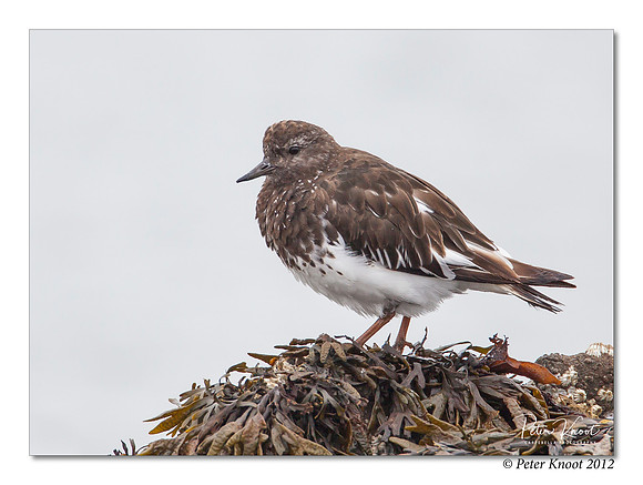 Black Turnstone