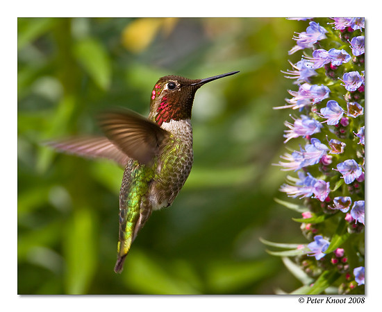 Anna's Hummingbird