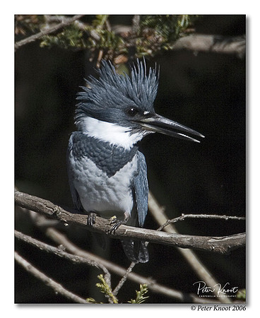 Belted Kingfisher