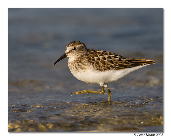 Least Sandpiper