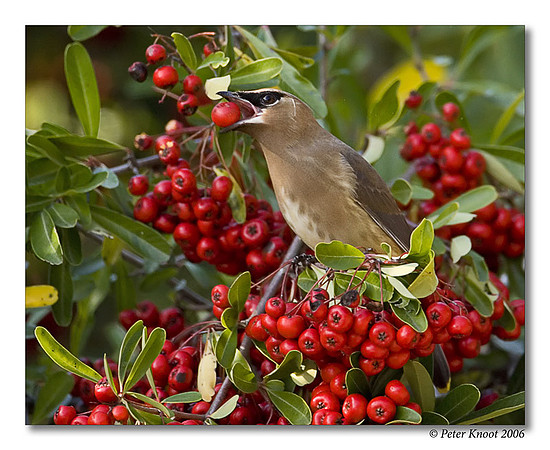 peter_cedar_waxwing_9