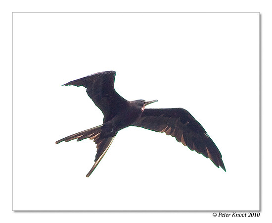 Magnificent Frigatebird