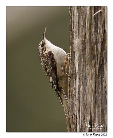 Brown Creeper