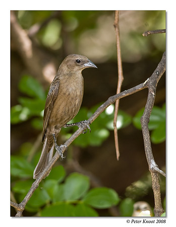 Shiny Cowbird