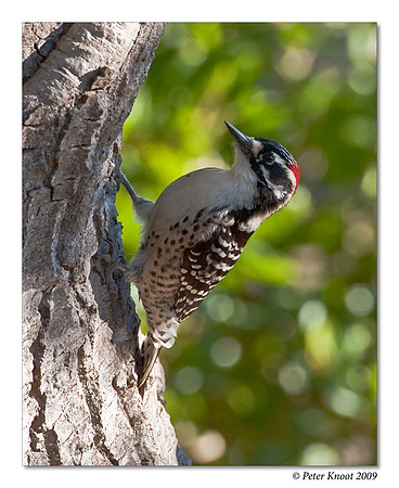 Nuttall's Woodpecker
