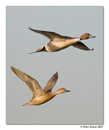peter_northern_pintail_12