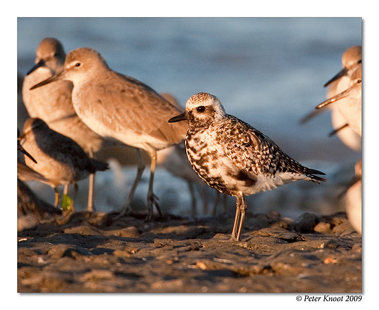 Black-bellied Plover