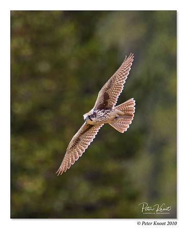 Prairie Falcon