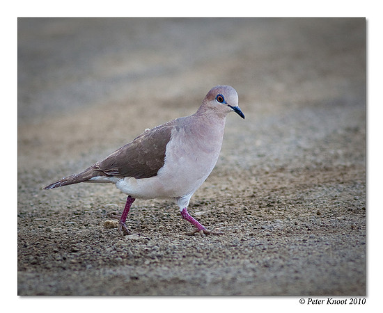 White-tipped Dove