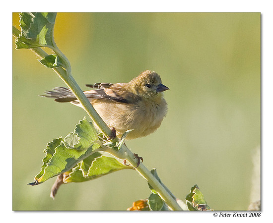 American Goldfinch