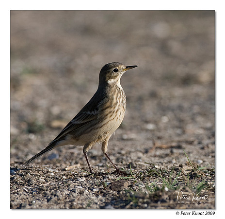 American Pipit