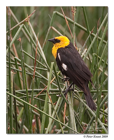 Yellow-headed Blackbird