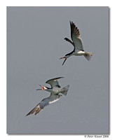 Black Skimmer
