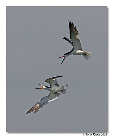 Black Skimmer
