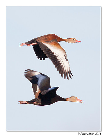 peter_black-bellied_whistling_duck_5