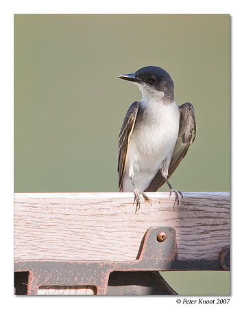 Eastern Kingbird