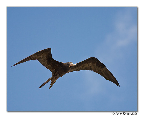 Magnificent Frigatebird