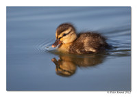 Mallard