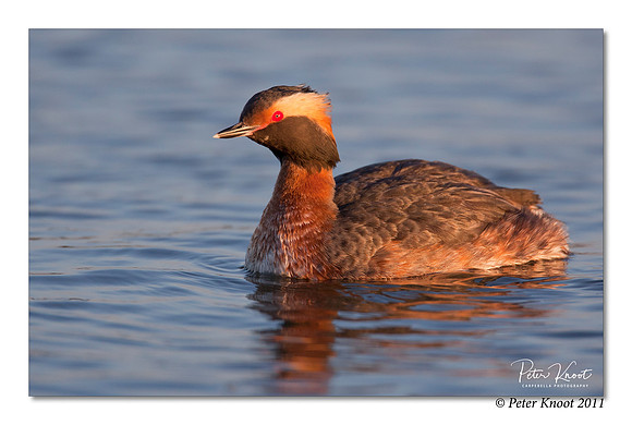 Horned Grebe